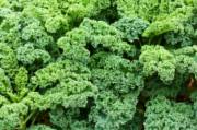 Kale_image